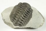Detailed Morocops Trilobite Fossil - Morocco #204229-2